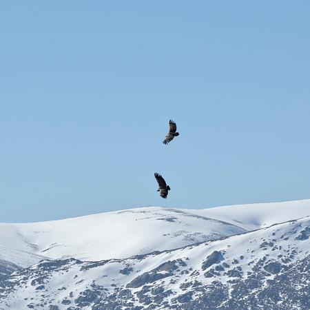 Observación de fauna invernal