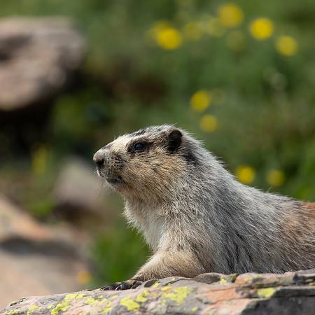 Flora y fauna: descubre la biodiversidad del parque