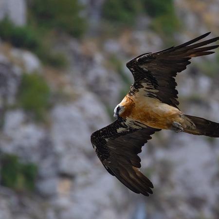 Observation de la faune