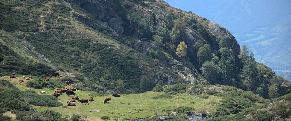 Viu un estiu de somni al cor del Pirineu